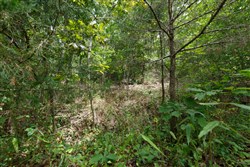 property photo for Springlake Plat 5 Tract 325, 0.2 acres for sale in Miller County, Missouri