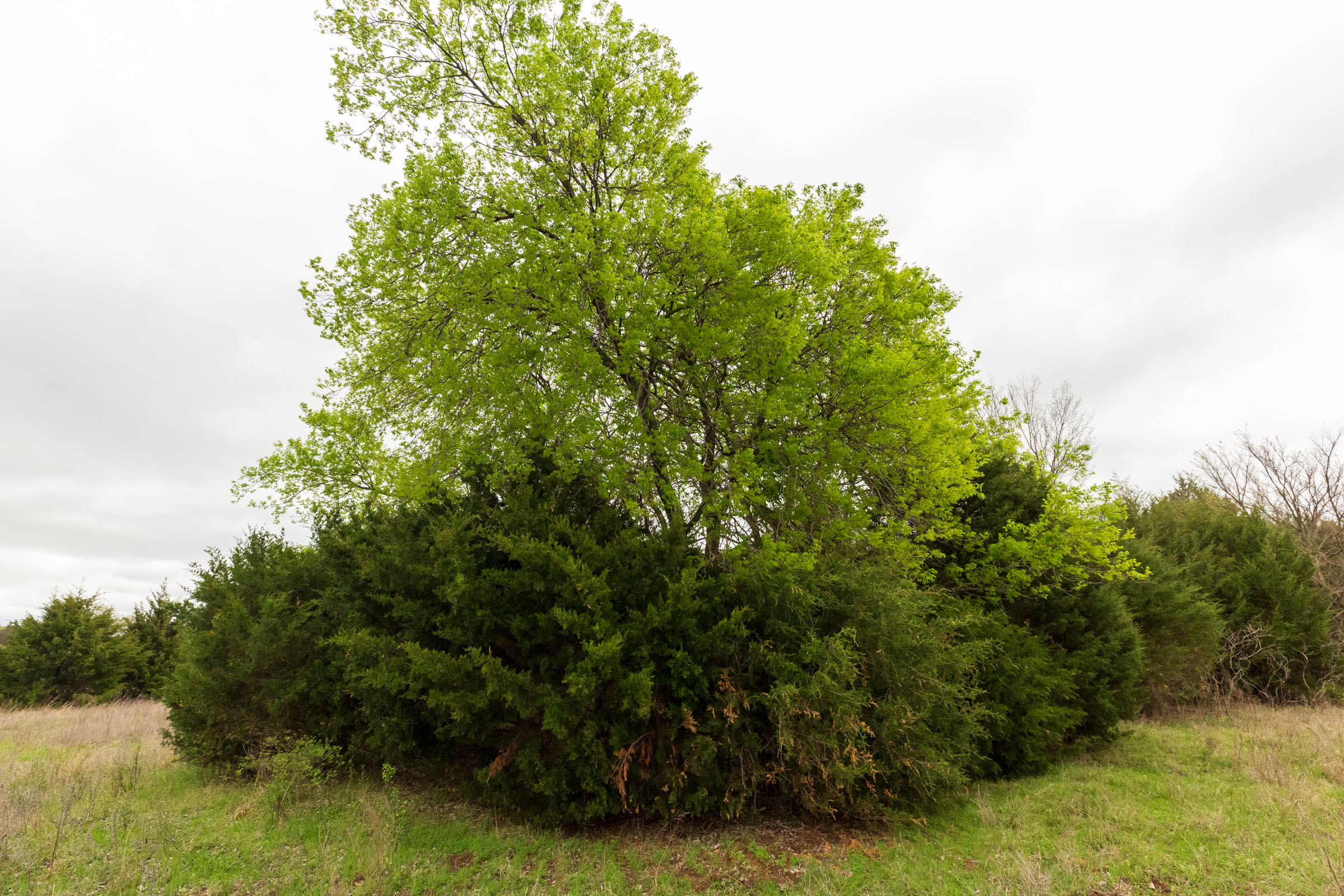 Tract 16 at Moonrise Meadows in Okfuskee County, Oklahoma