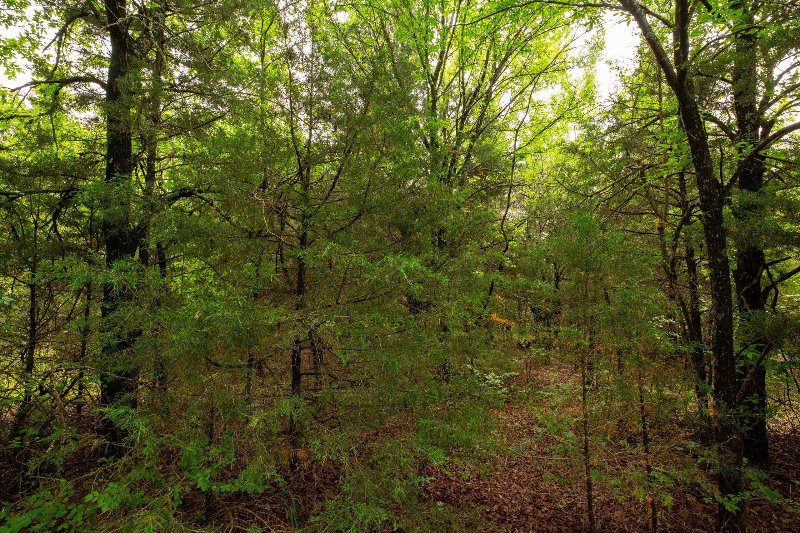 Tract 21 at Moonrise Meadows in Okfuskee County, Oklahoma
