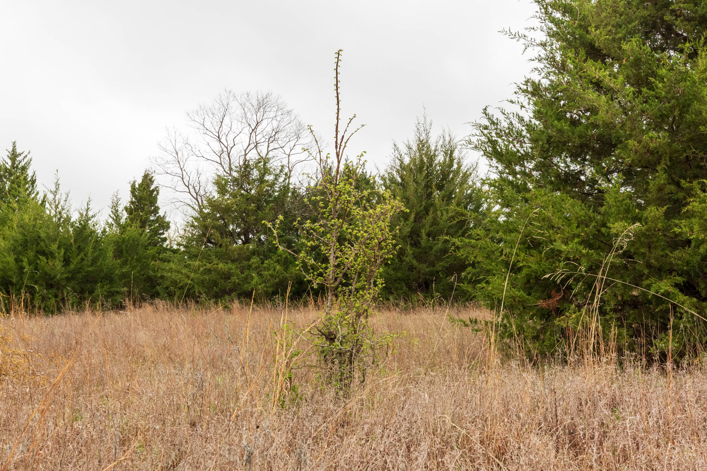 Tract 4 at Moonrise Meadows in Okfuskee County, Oklahoma
