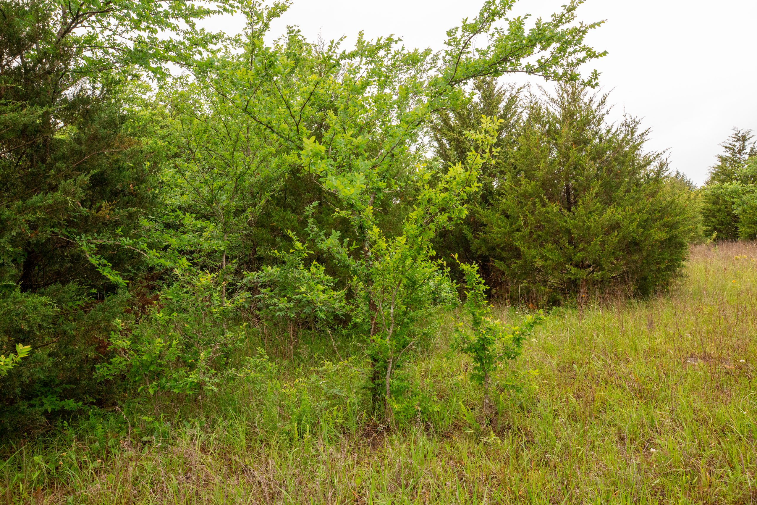 Tract 8 at Moonrise Meadows in Okfuskee County, Oklahoma